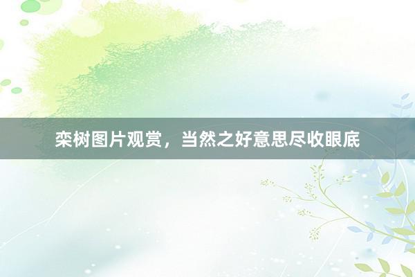 栾树图片观赏，当然之好意思尽收眼底
